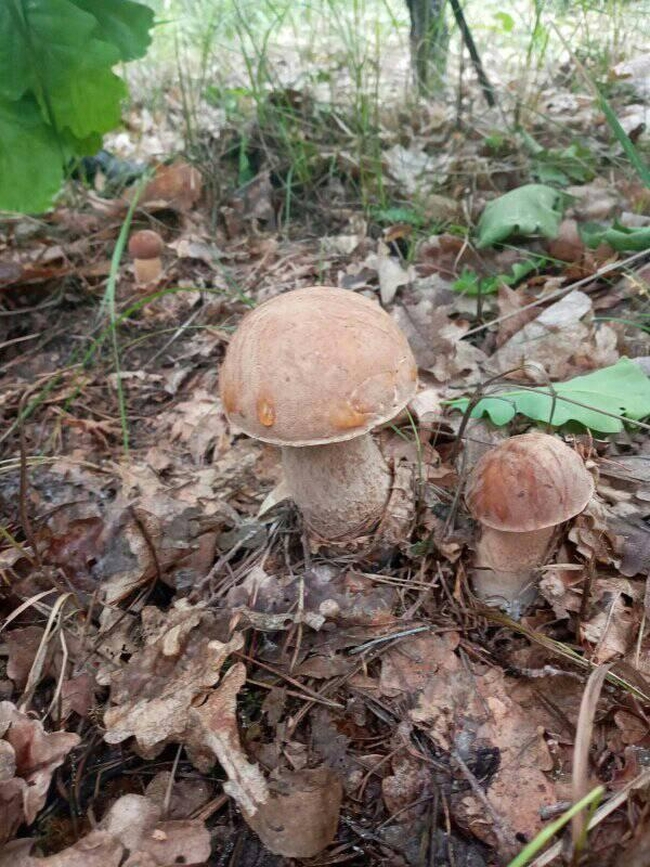 На Харьковщине пошли первые белые грибы (ФОТОРЕПОРТАЖ)