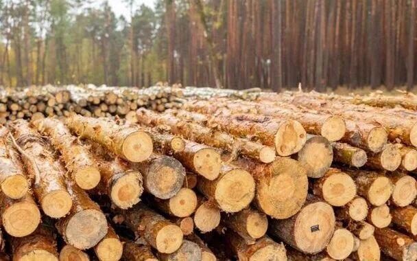 Польща завозить у ЄС підсанкційну деревину з Білорусі за фальшивими документами, – розслідування