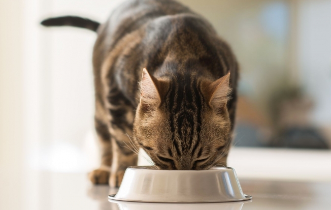 Сбалансированное питание для кошек