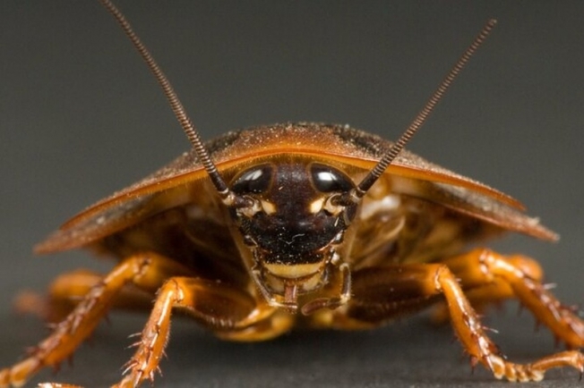 Ученые выяснили, что тараканы помнят яды времен динозавров