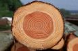 Характеристики та види деревини в промисловості