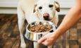 Роль правильного питания в жизни собак 