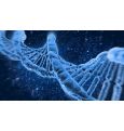 Обнаружен ген «старости»