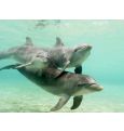 Индия признала дельфинов личностями и ЗАПРЕТИЛА ДЕЛЬФИНАРИИ