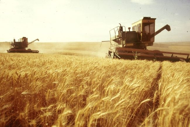 Це рекорд: Україна зібрала 70 млн тонн зернових