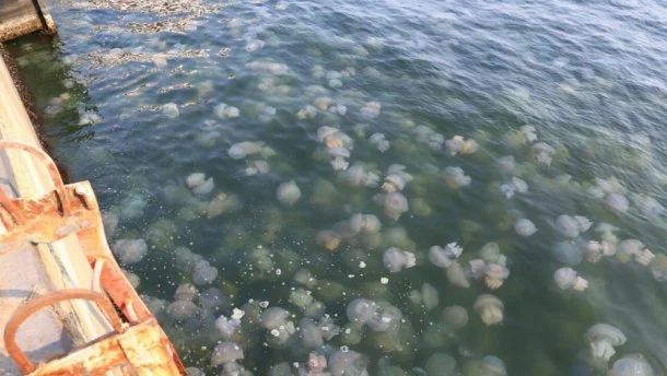 На пляжах Австралии нашествие голубых медуз: пострадали более трех тысяч человек