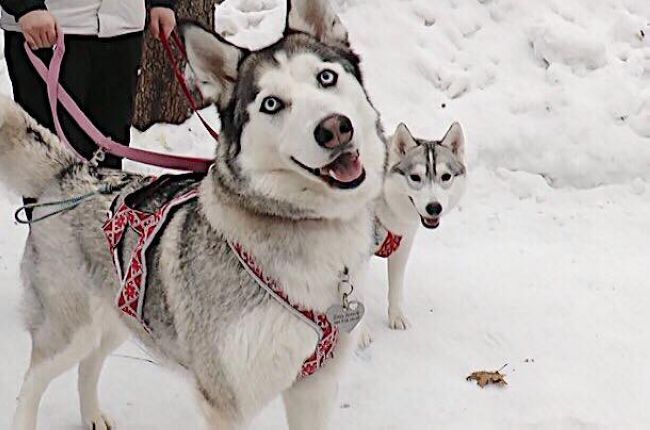 Снег, санки и собаки: в Харькове прошли гонки в упряжках
