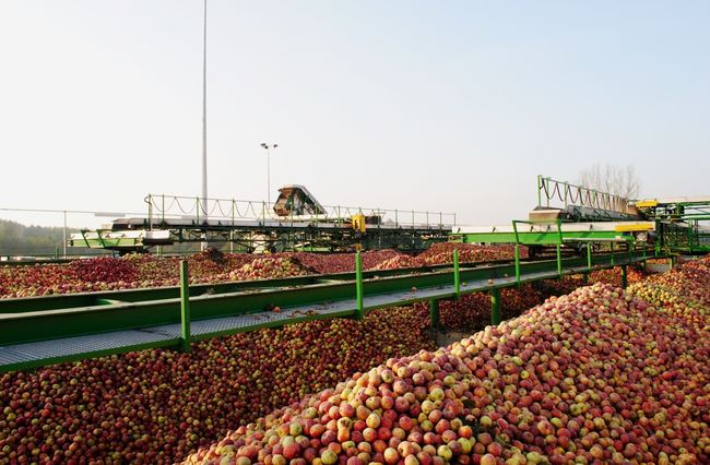 Україна увійшла до п’ятірки європейських країн з найбільшими запасами яблук