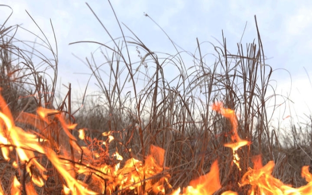 За сутки в области произошло 24 пожара из-за выжигания сухой травы