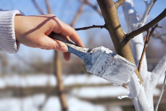 В Украине отменят беление известкой деревьев, бордюров и ограждений