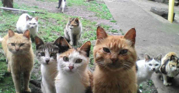 В Харькове началась бесплатная стерилизация бездомных кошек