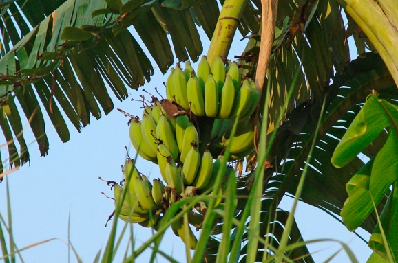 Из-за изменений климата в мире может на 80% уменьшиться количество бананов