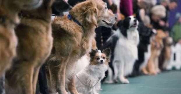 В Харькове пройдет международная выставка собак