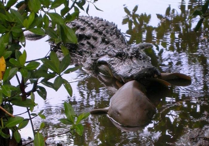 На Соломоновых островах ликвидировали крокодила-людоеда (ФОТО)