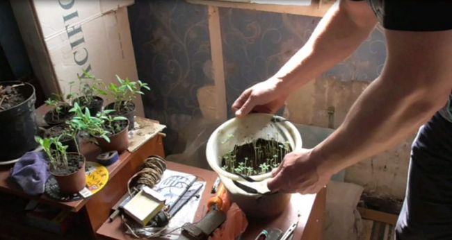 На Харьковщине мужчина у себя на балконе выращивал каннабис (ФОТО)