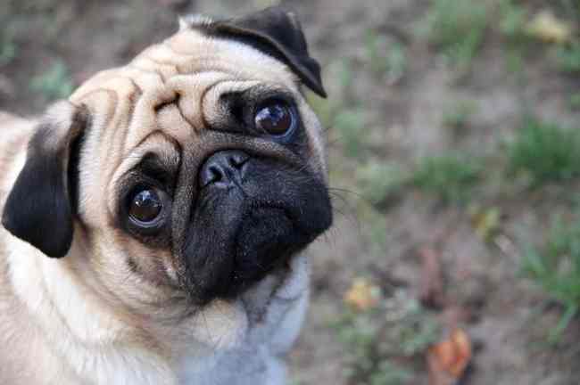 Печальные глаза пес делает, чтобы манипулировать хозяином - исследование