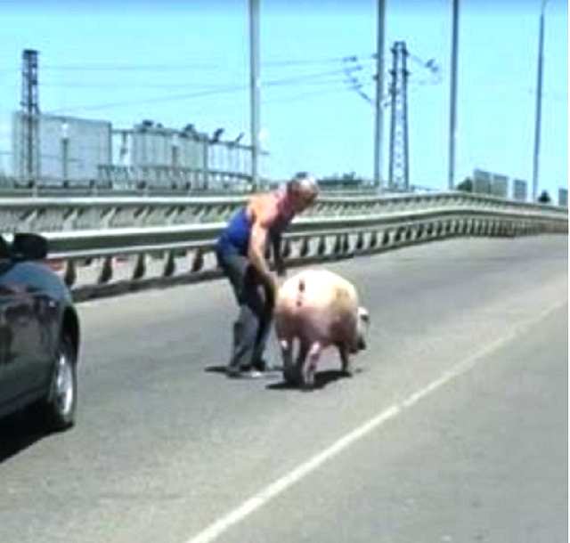 У Лозовій із машини під час руху втекла свиня. ВІДЕО