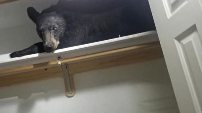 У США ведмідь заліз до будинку й задрімав на полиці в гардеробі – ВІДЕО