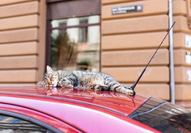 Во Львове впервые в мире провели перепись бездомных котов
