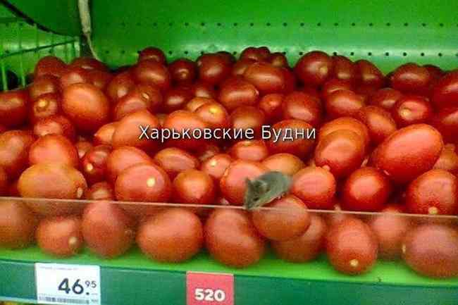 В харьковском супермаркете среди продуктов заметили мышей (ФОТО)
