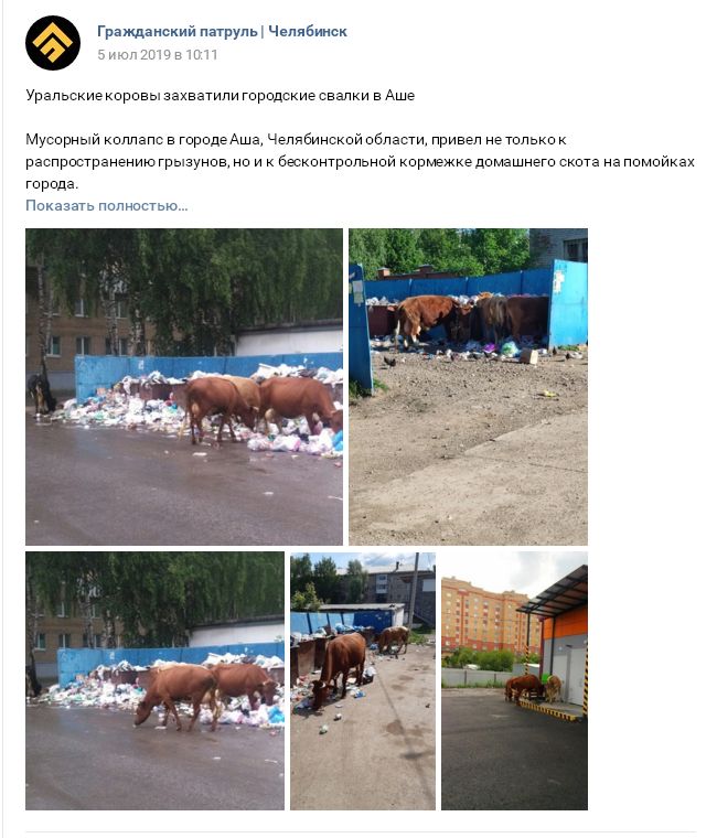 В Челябинской области открыли штрафстоянку — для коров