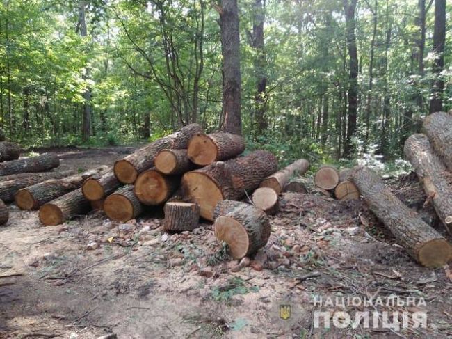 Под Харьковом вырубили лес (ФОТО)