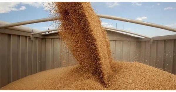 В Украине прогнозируют рекордный урожай зерновых, но перевозить его нечем