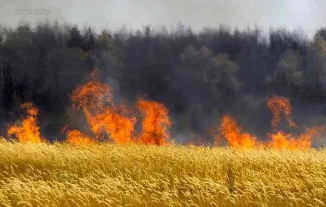 Пожежа на пшеничному полі трапилася у Лозівському районі