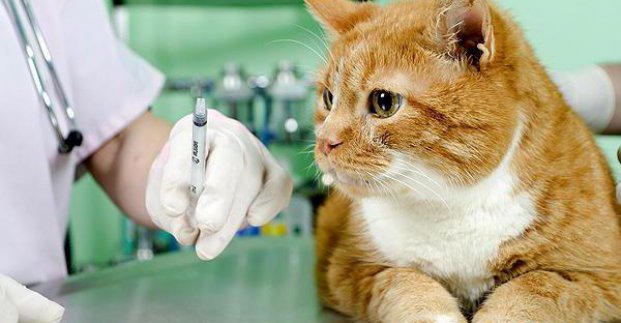 Харьковчан призывают ежегодно вакцинировать домашних животных от бешенства