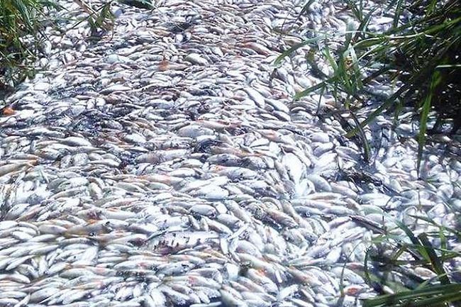 Названа причина массовой гибели рыбы в Харькове