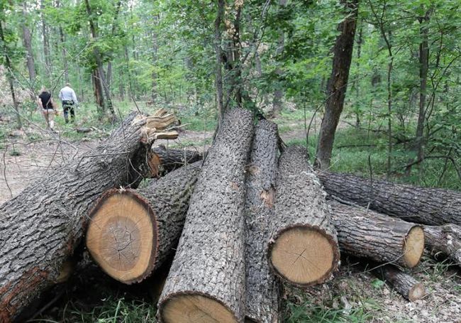 ГБР начало расследование незаконной вырубки леса на Харьковщине