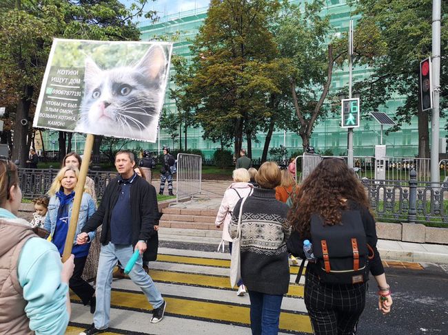 Жительницу Москвы оштрафовали за плакат о пристройстве котят