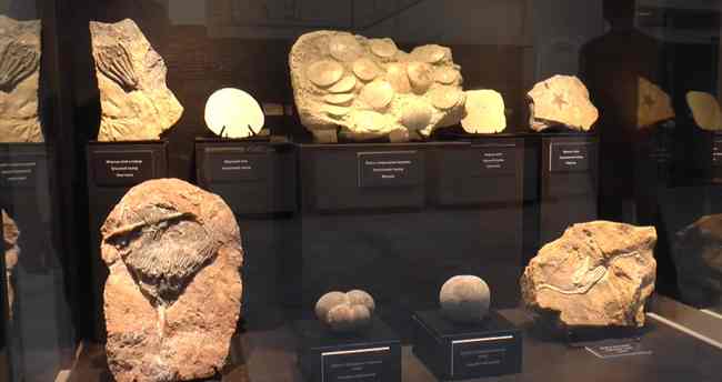 Скам’янілі молюски та доісторичні тварини: харків’ян запрошують на експозицію (ВІДЕО)