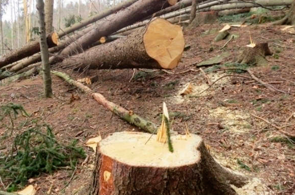 Незаконно вырубленные украинские леса импортируют в ЕС в качестве угля для гриля, - Всемирный фонд природы