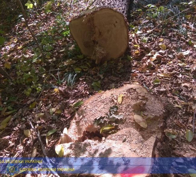Посадовці підприємства «Чернівецький держлісгосп» реалізовували «наліво» деревину на мільйони гривень
