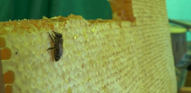 Бджолярі розповіли про корисні властивості та вартість цьогорічного меду (ВІДЕО)