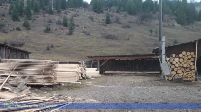 СБУ попередила експорт незаконно зрубаного лісу на мільйони гривень