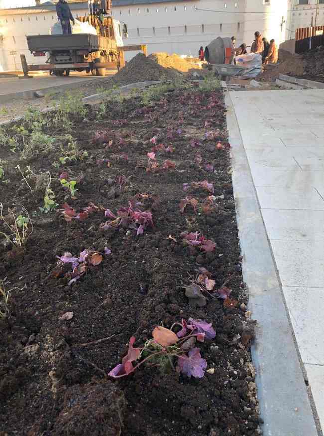 В Ростове Великом по программе благоустройства цветы высадили, несмотря на мороз