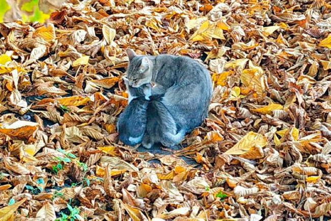 Харьковчане просят укрыть бездомных животных от холода