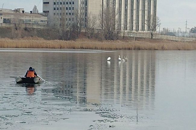 В Харькове лебеди оказались в ледяном плену (ФОТО)