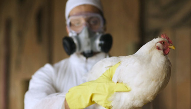 У Польщі виявили нові спалахи пташиного грипу