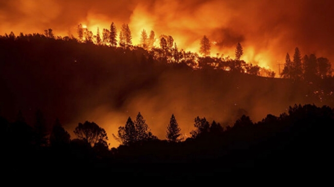 Пожары в Австралии: в огне погибли полмиллиарда животных (ФОТО)