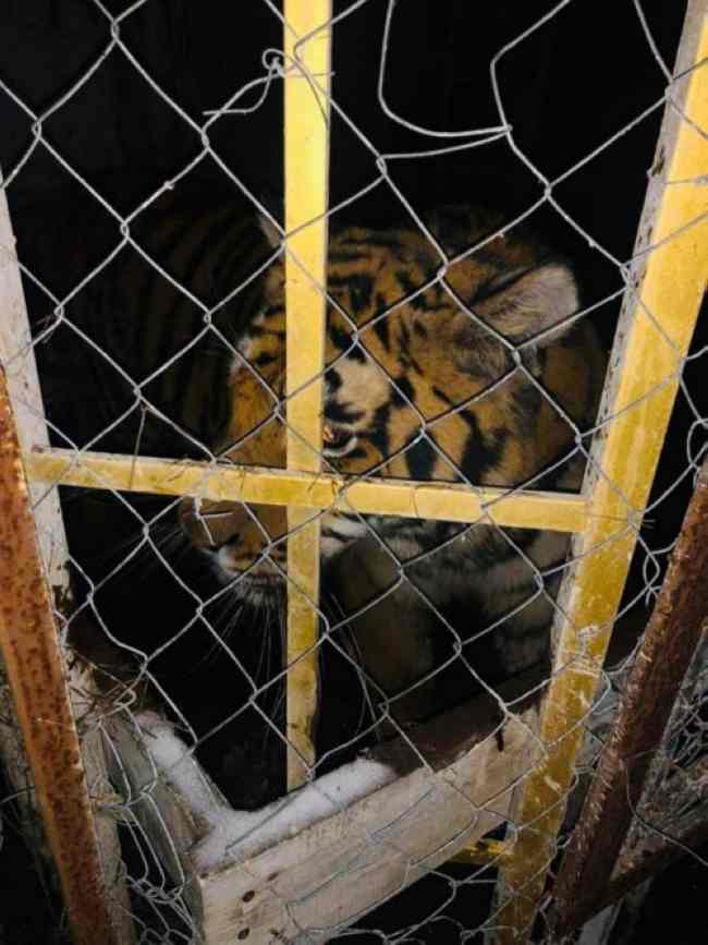 В Харьков привезли тигров