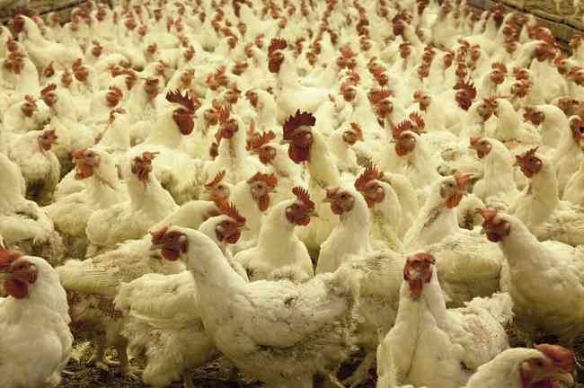 Дежпродспоживслужба застерегла від покупок курятини на стихійних ринках