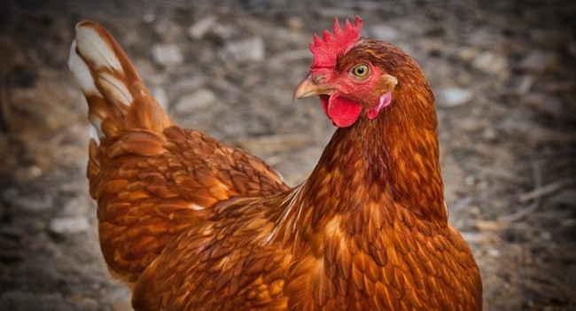Слідом за ЄС, Білорусь також заборонила ввезення курятини з України