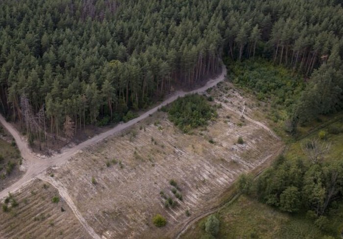 В лесхозе на Харьковщине нашли нарушений на несколько миллионов