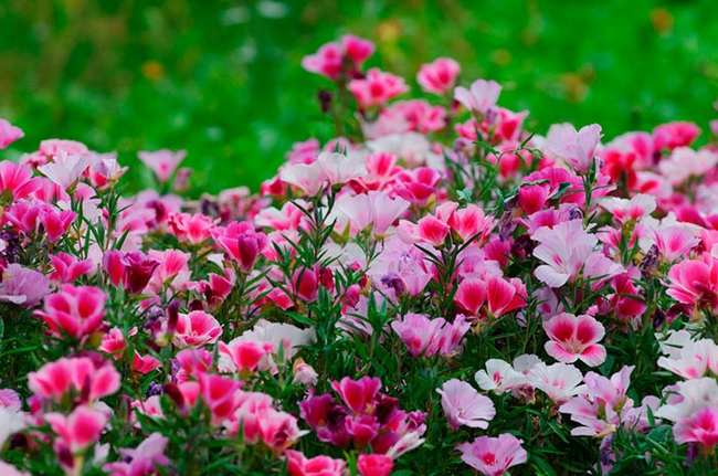 В Харькове потратят 20 млн гривен на однолетние цветы