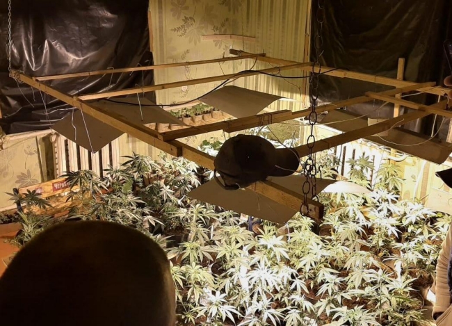 Цех з вирощування марихуани виявили прикордонники на Київщині