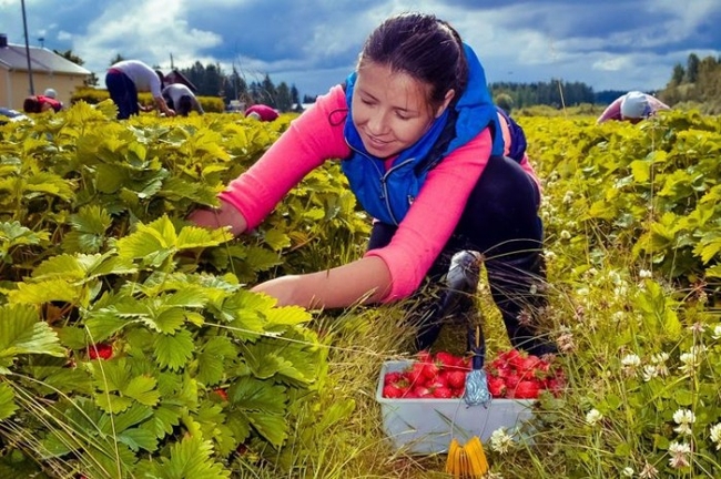 Финляндия планирует чартерами доставлять в страну сезонных сельхозработников из Украины