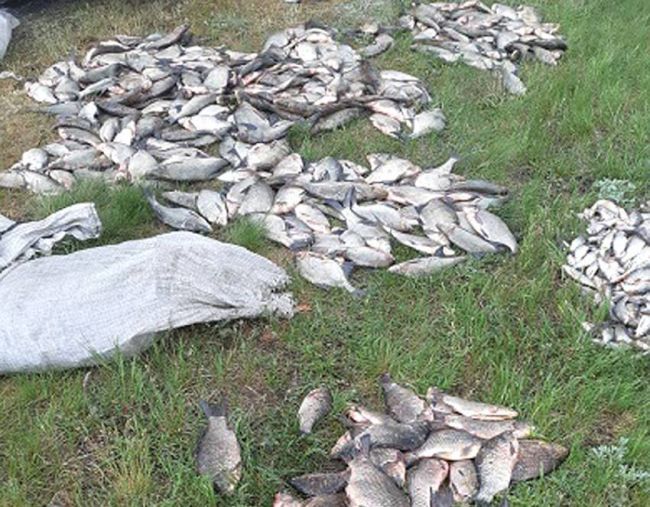 На Харківщині за вихідні незаконно виловили риби майже на 82 тисячі гривень